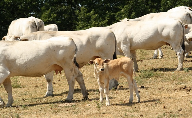 Dal 19 al 21 aprile a Benevento arriva “Campania Alleva” la più grande fiera zootecnica del Sud Italia